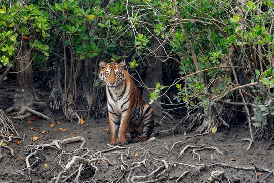 West Bengal